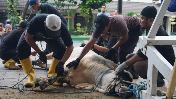 SMA Muhi Sembelih 6 Sapi Kurban